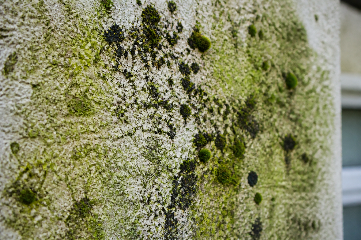 Close-up of green algae and black lichen growing on a textured wall render, showing different types of organic growth.
