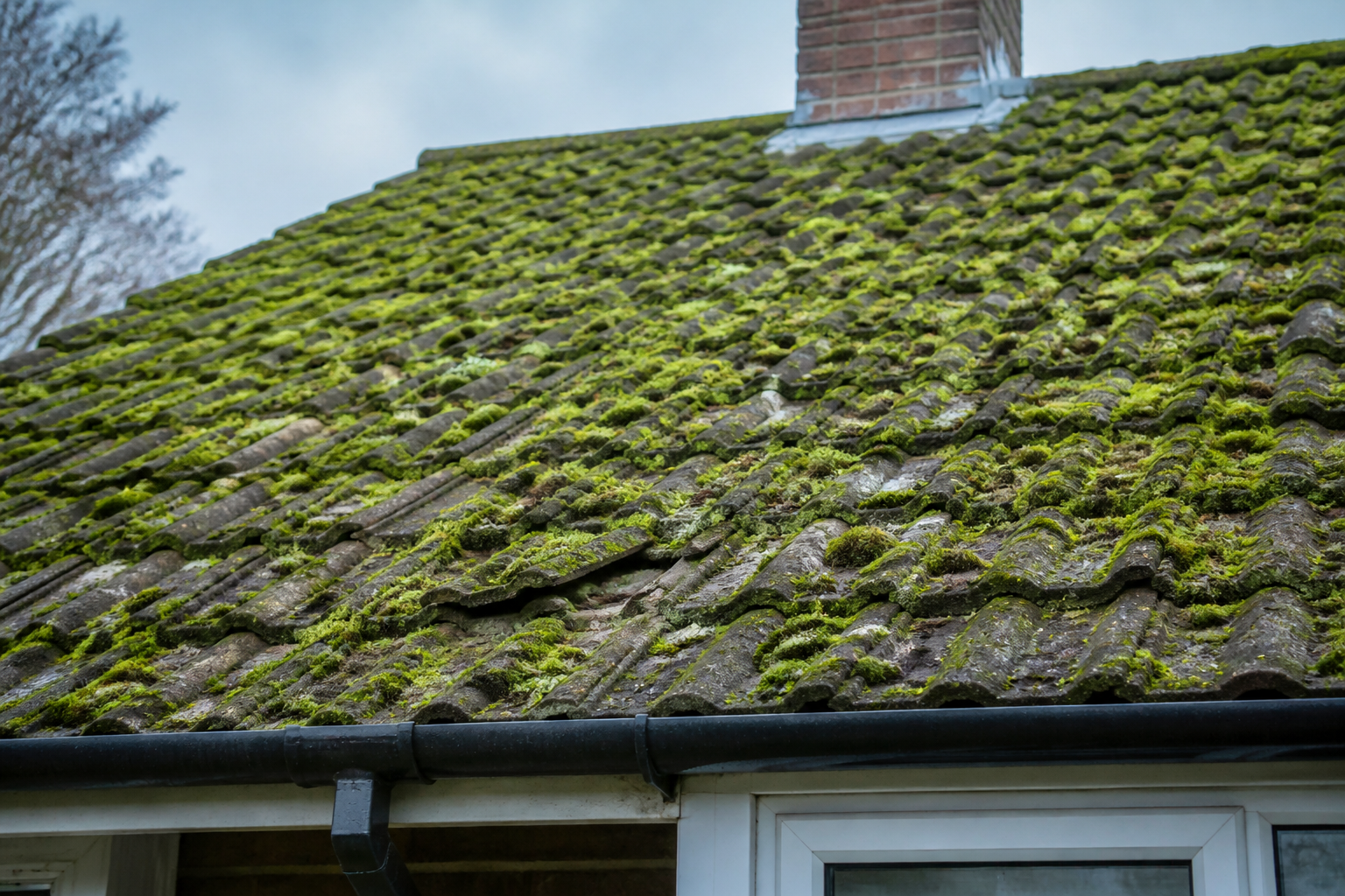 A close-up view of a residential roof in Plymouth heavily covered in green moss, with some dislodged tiles visible…